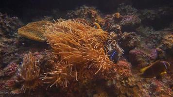 Anemone fish video