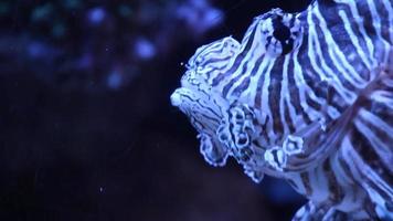 Scorpion fish video