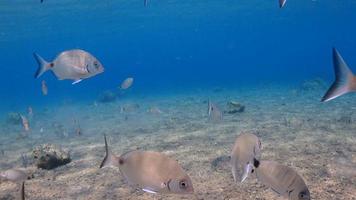 Underwater  Fish