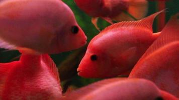Red fish video