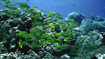 korallrev fisk video