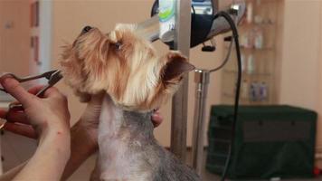Groomer using thinning shears to cut hair from muzzle of Yorkshire terrier