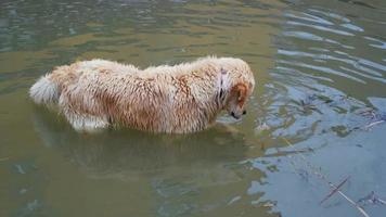 perro nadando
