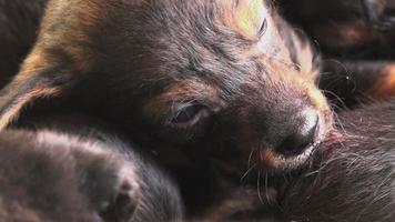 schattige puppy's geven borstvoeding, honden die hun moedermelk zuigen