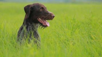 Hunting dog drathaar kurtshaar video
