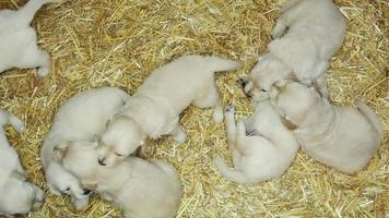 Golden Retriever puppies video