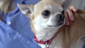 Zeitlupensequenz der Frau, die Haustier-Chihuahua streichelt video