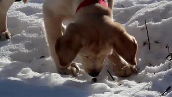 Puppy chewing on something