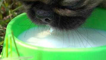 cachorro bebendo leite perto ao ar livre video
