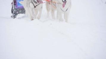 musher hiding behind sleigh at sled dog race in slow motion video