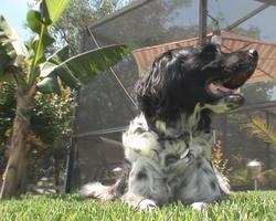 Kumpel: Hund im tropischen Hof video
