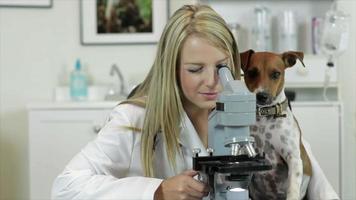 veterinär med hjälp av mikroskop med hundbevakning video