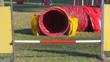 dog agility race, russell terrier in action