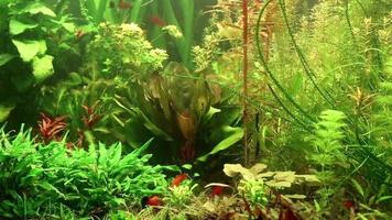aquariumvissen video