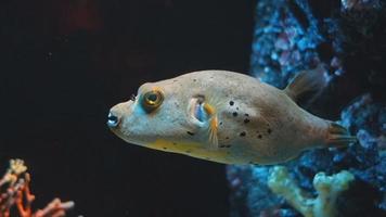 pesce palloncino