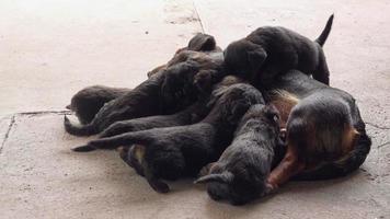 schattige puppy's geven borstvoeding, honden die hun moeder zogen