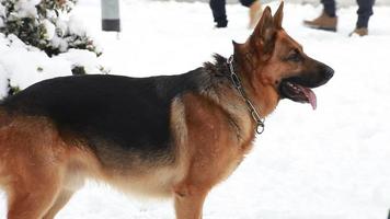 Deutscher Schäferhund im Schnee
