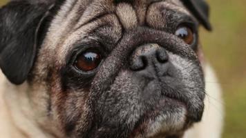 Pug Dogs Stock Video Footage for Free Download Pug Dogs Stock Video Footage for Free Download