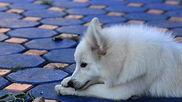 weißer Hund beißt Baum
