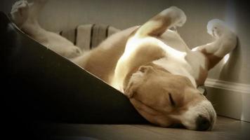 Chien beagle endormi drôle dans l'après-midi chaud