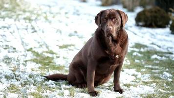 barking chocolate Labrador isolated on a white wall video