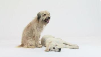 cane di razza mista e golden retriever video