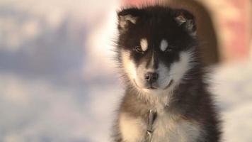 husky puppy's video
