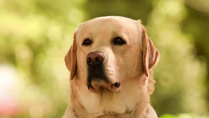Close Up Portrait Of A Labrador Dog Stock Video At Vecteezy