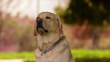 labrador hund porträtt mot en vacker bakgrund. video
