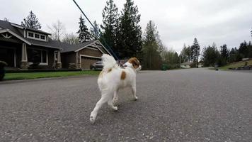 chien de race pure menton japonais en promenade video
