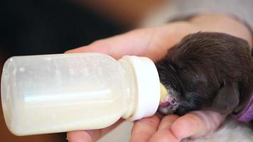 kleine bruine labrador puppy melk feesten