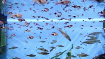 les poissons d'aquarium nagent sous l'eau video