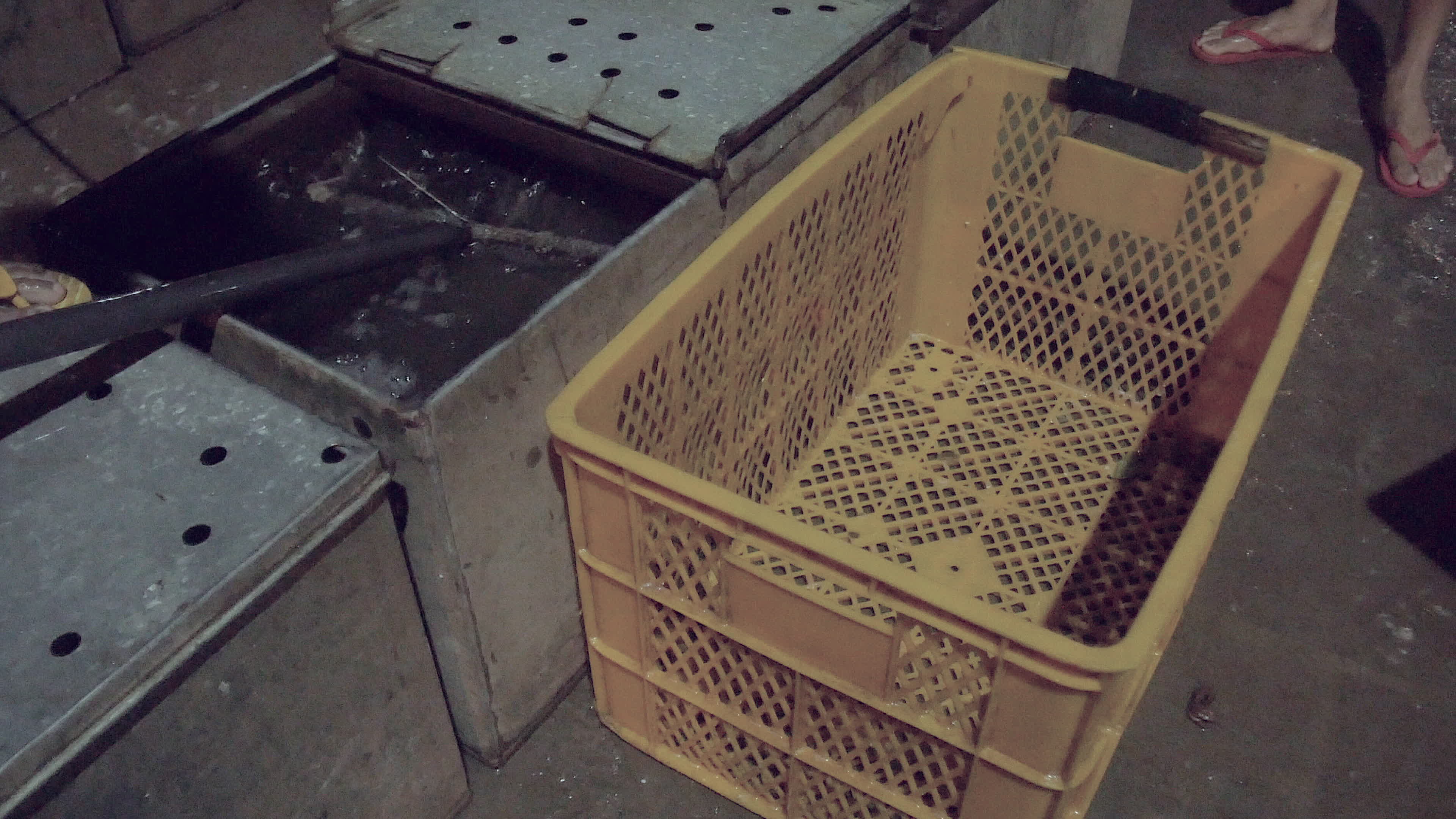 Transfer of live fishes from metal fishing boxes to plastic crates