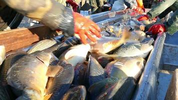 Fischereiindustrie video