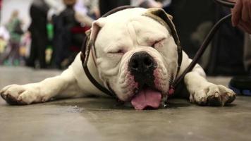 bulldog blanc couché sur le sol video