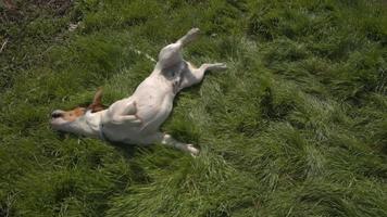 jack russell terrier che gioca nell'erba