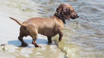 hond en zee