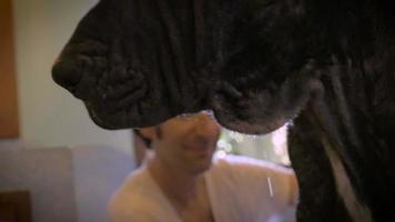 Handheld Close up of a Great Dane and his owner while the dog is getting bathed