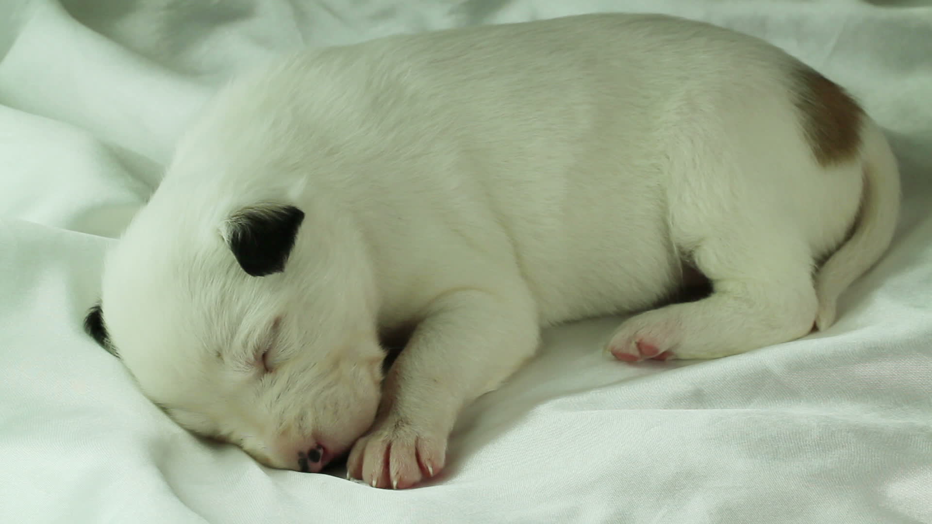 newborn puppy sleeping 1274652 Stock Video at Vecteezy