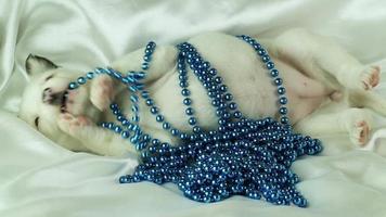 chiot joue avec des perles bleues video