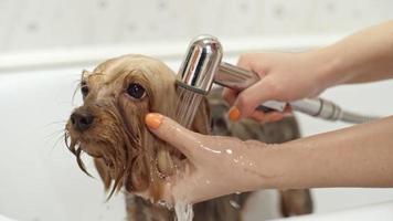 Groomer Washing Yorkshire Terrier Dog