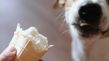cachorro come, morder e lamber sorvete video
