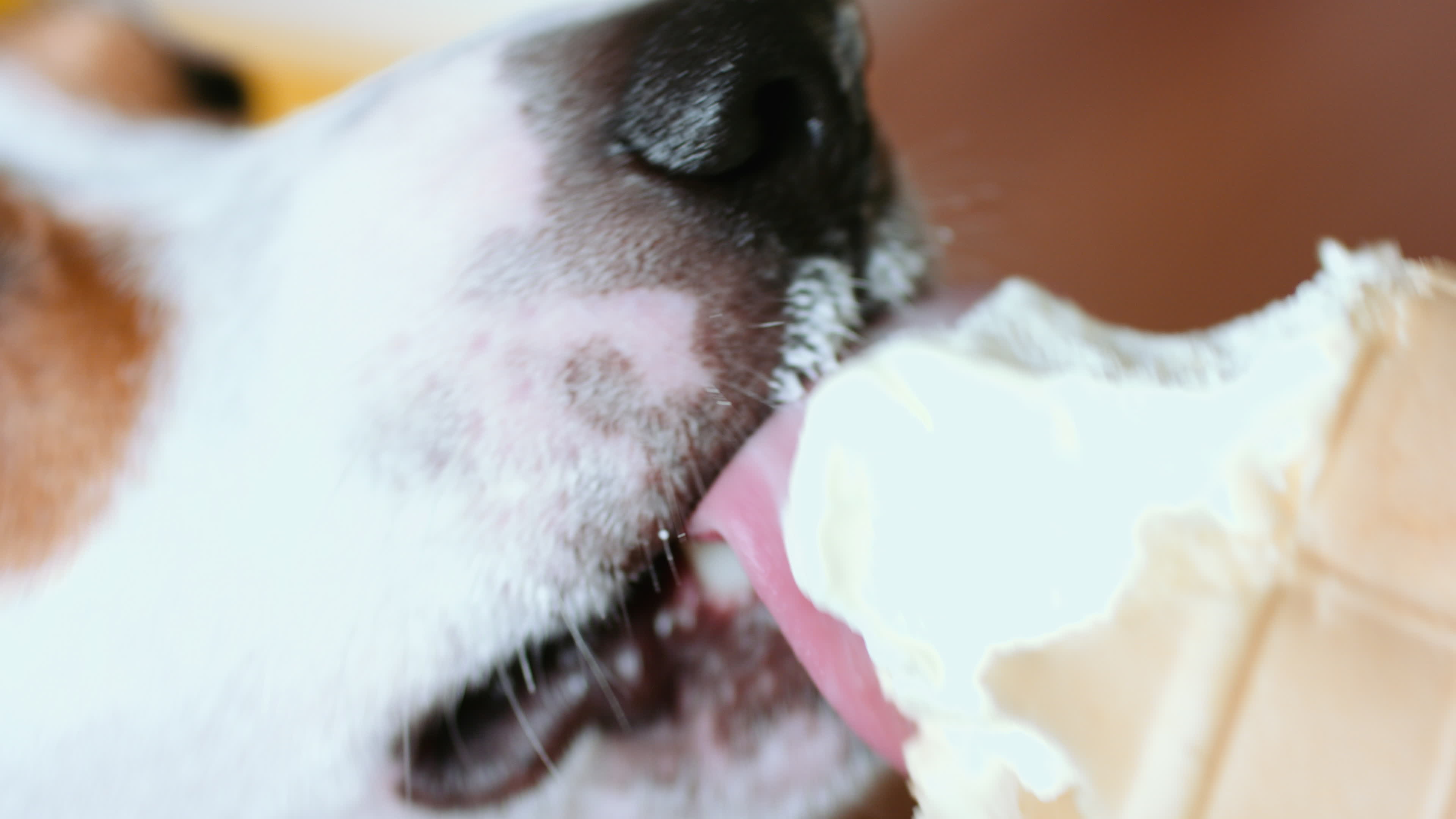 Dog eat, biting and licking ice cream 1274684 Stock Video at Vecteezy