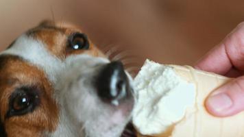 Dog eat, biting and licking ice cream