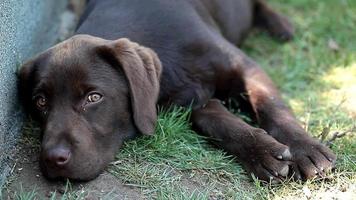 chocolade labrador puppy close-up video