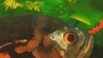 peixes de aquário video