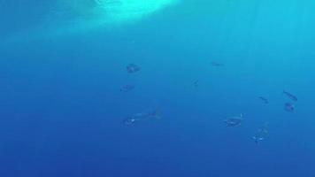 banc de poissons dauphin