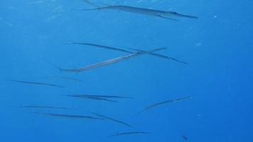 Cornet Fish