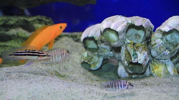 Exotic fishes video
