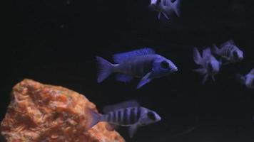 Tropical fish video